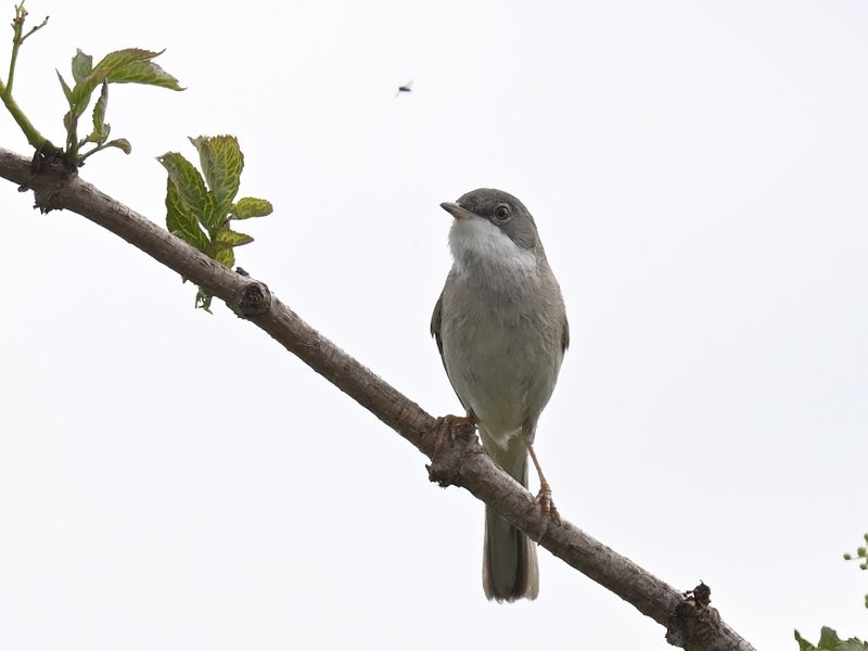 WhiteThroat