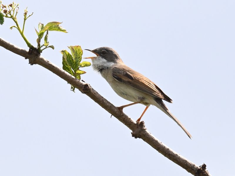WhiteThroat