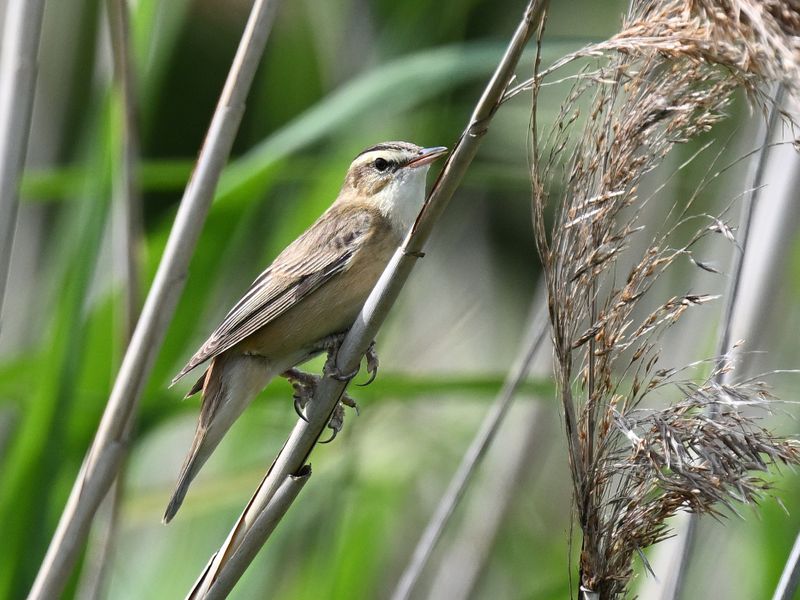 Sedge Warbler