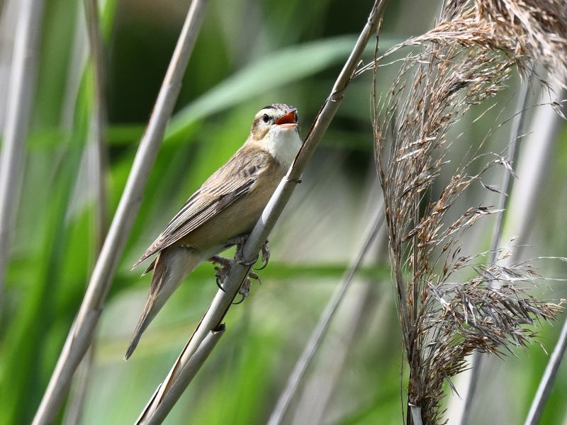 Sedge Warbler