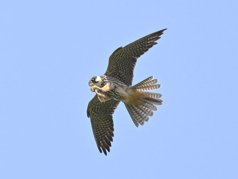 Hobby