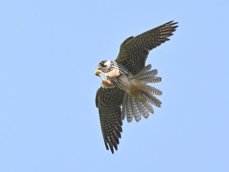 Hobby