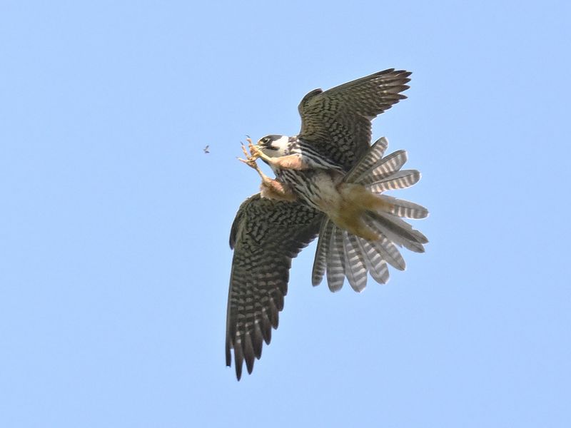 Hobby