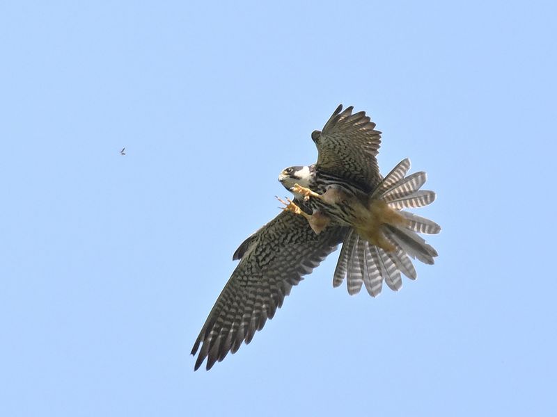 Hobby