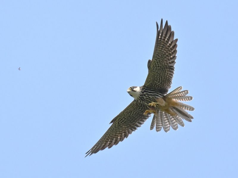 Hobby
