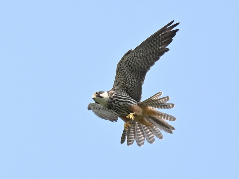 Hobby