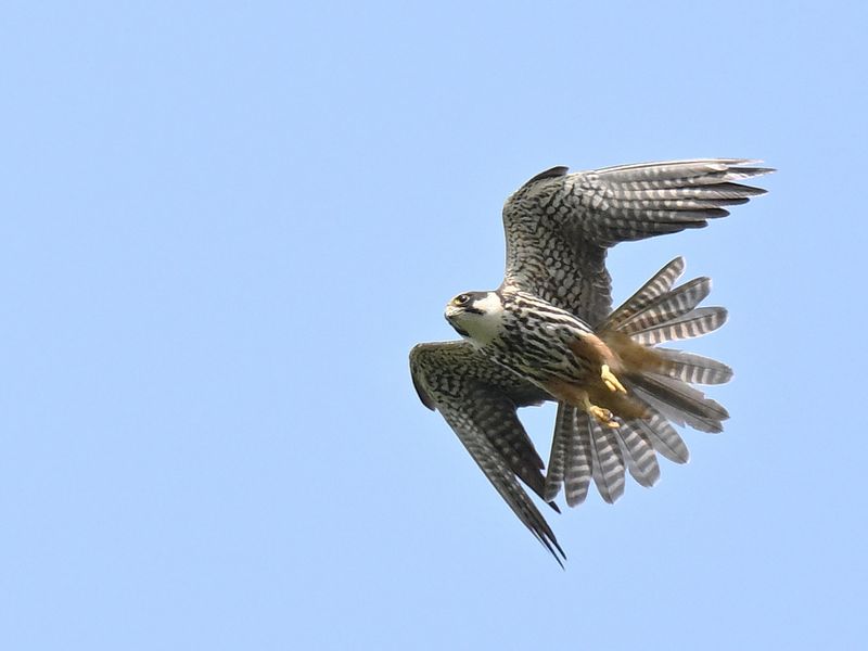 Hobby