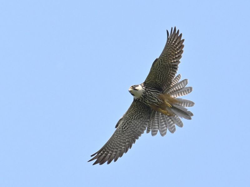 Hobby