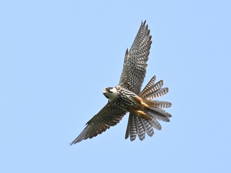 Hobby