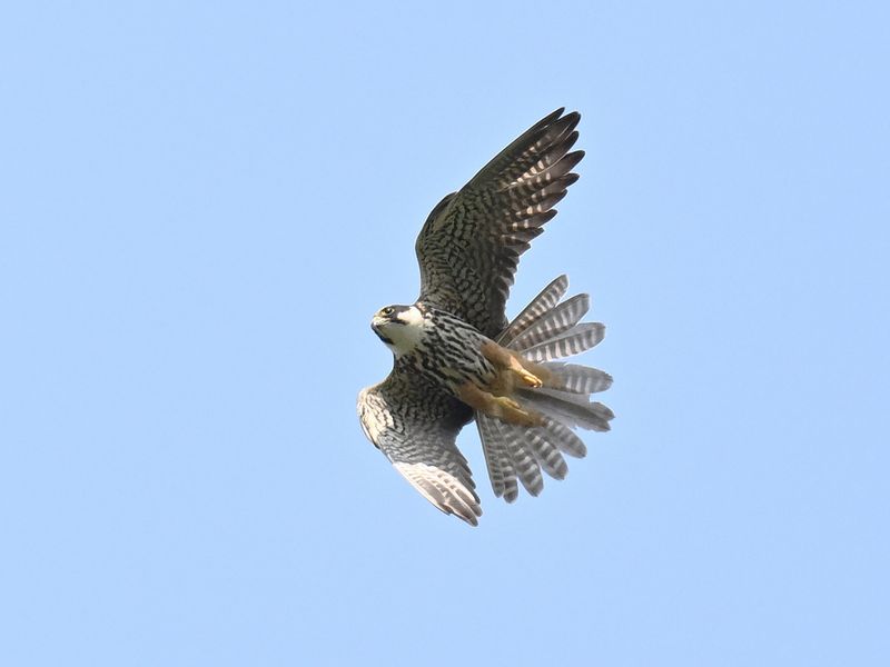 Hobby
