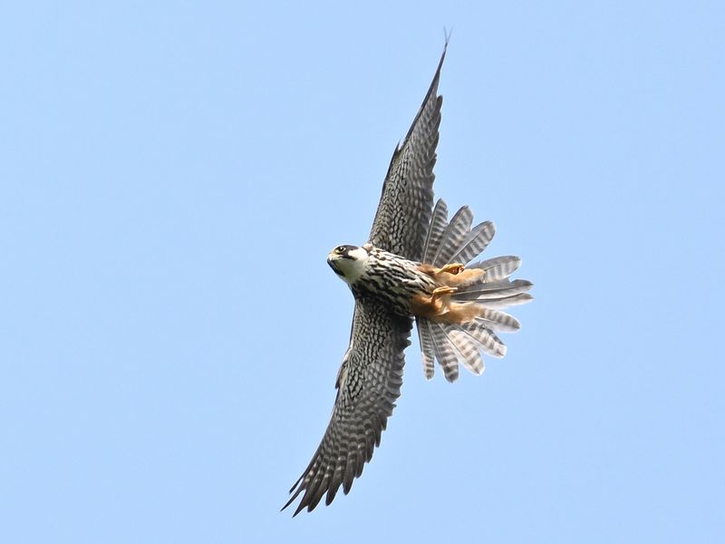Hobby