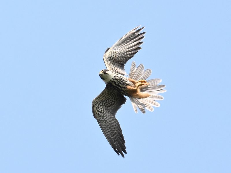 Hobby