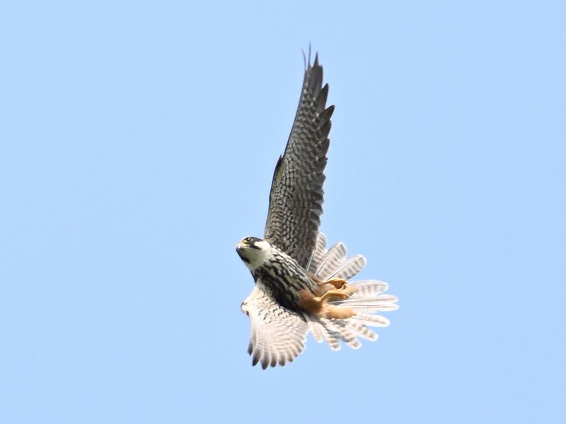 Hobby