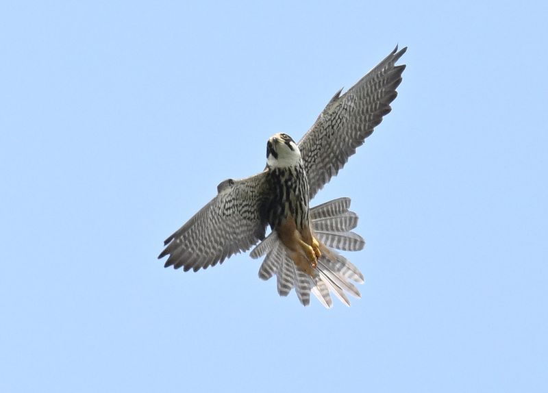 Hobby