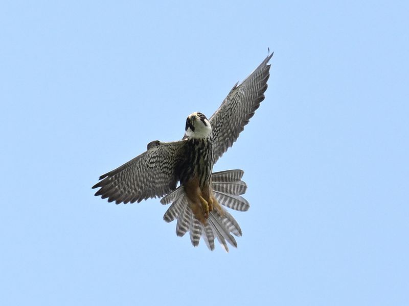 31st May, 2025 - Lakenheath Fen