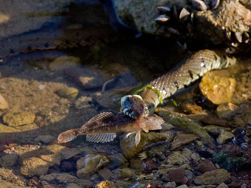 Grass Snake