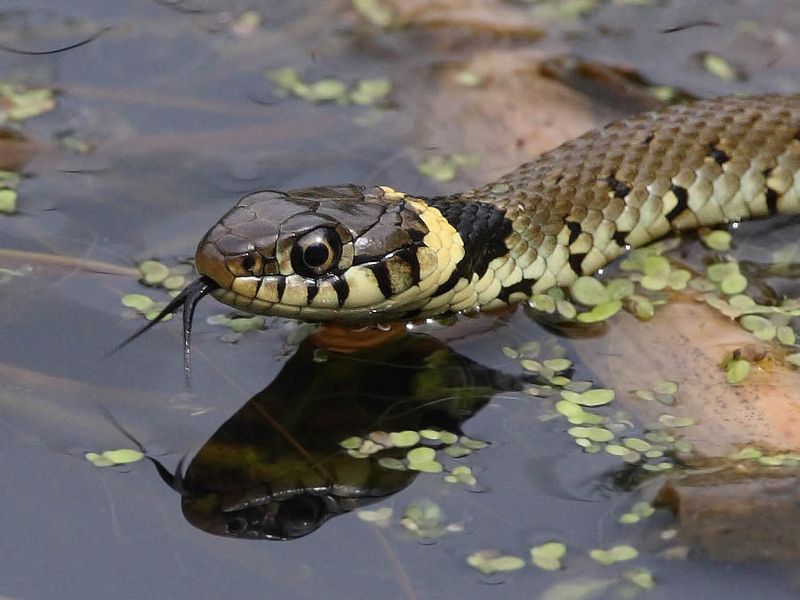Grass Snake