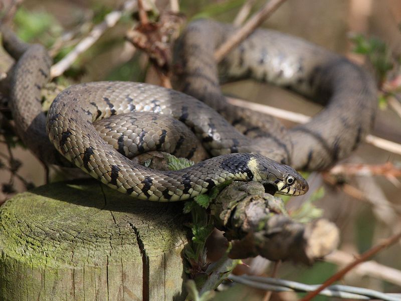Grass Snake