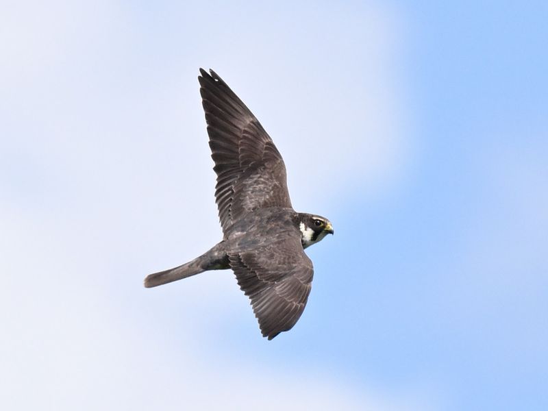 Hobby