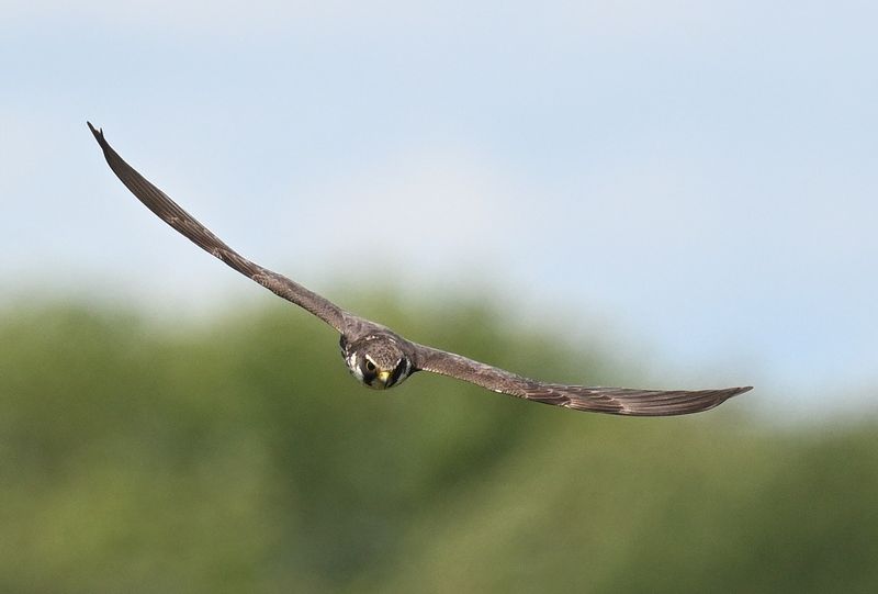 Hobby