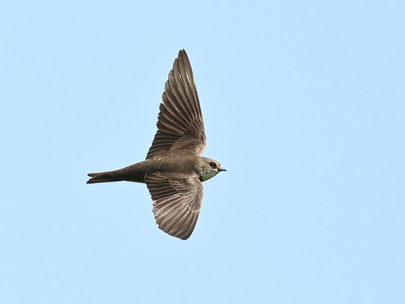 Sand Martin