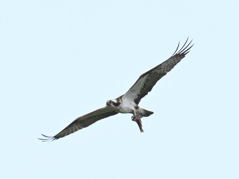 Osprey