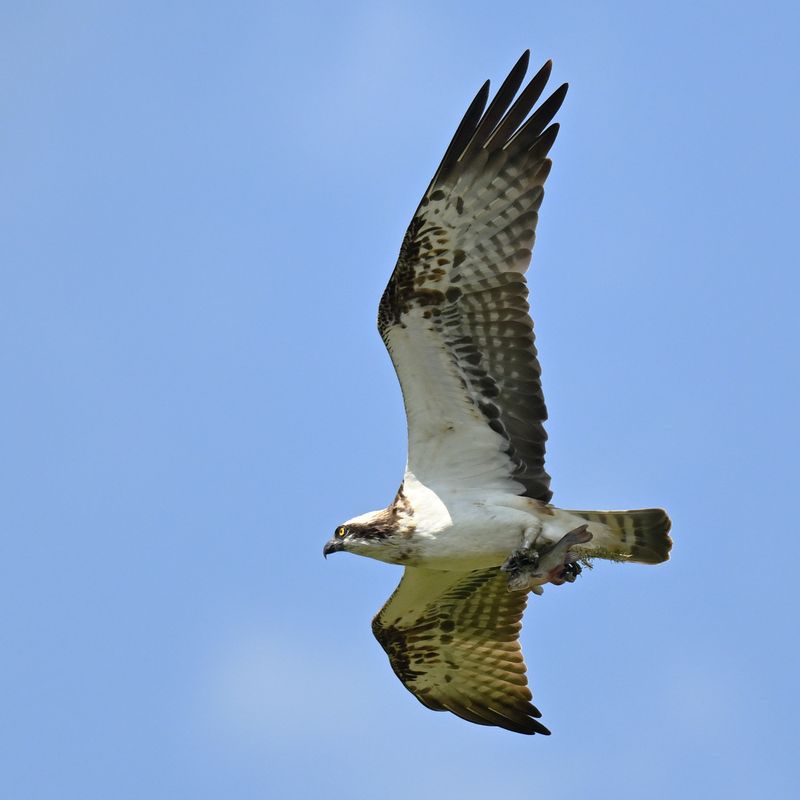 Osprey