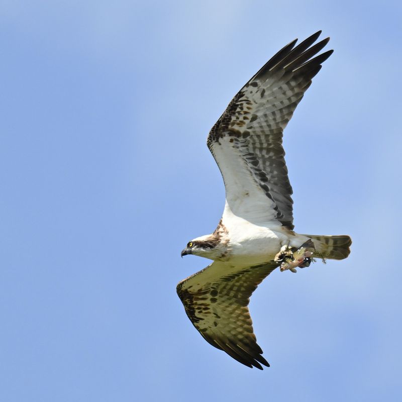 14th June 2025 - Rutland Water