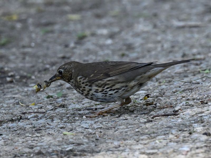 Song Thrush
