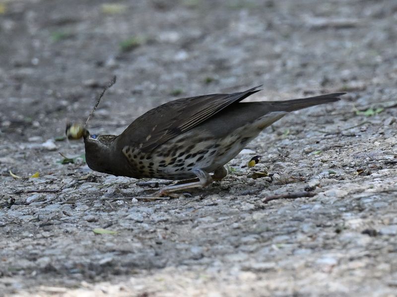 Song Thrush