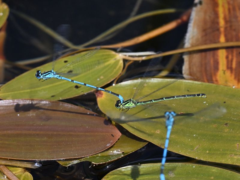 Azure Damselfly_