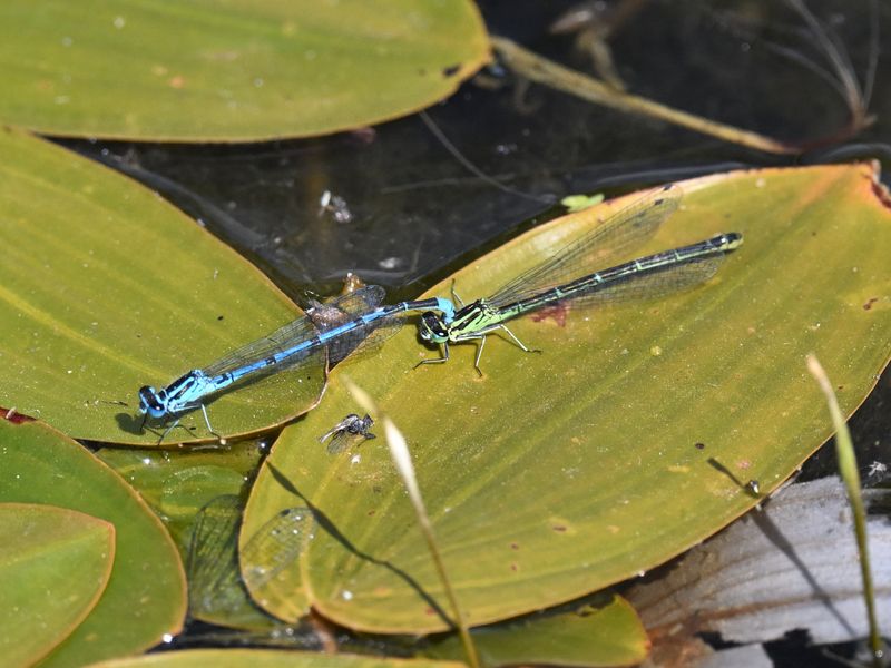 Azure Damselfly
