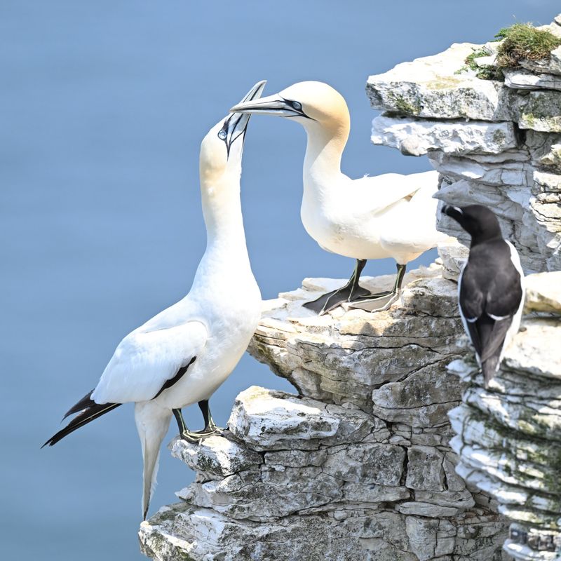 Gannets
