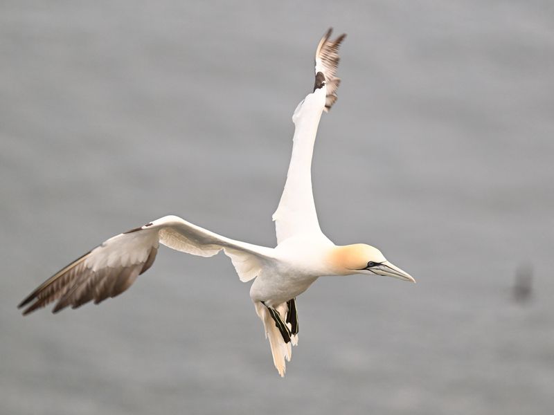 Gannet