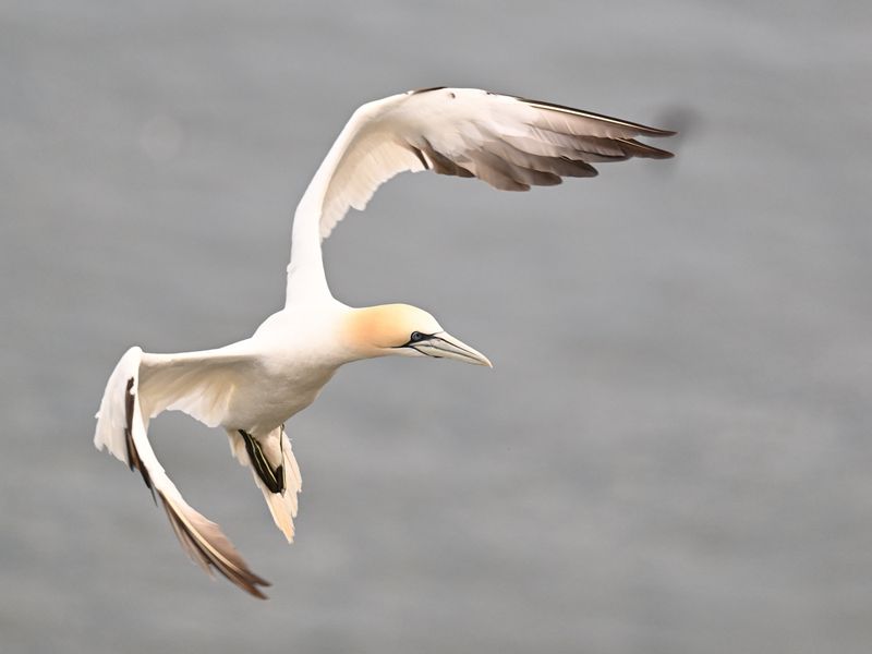 Gannet