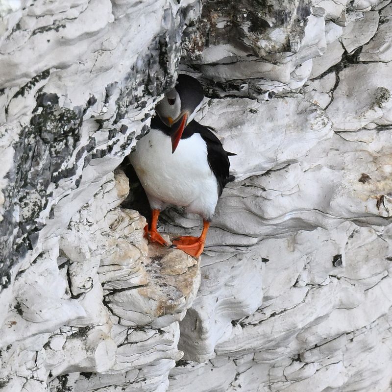 Puffin