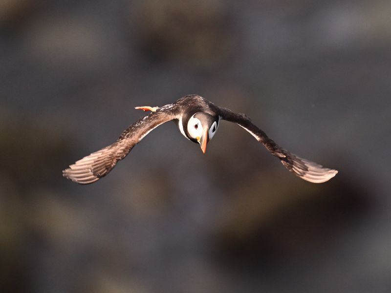 Puffin