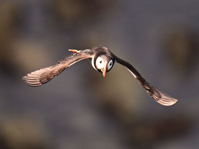 Puffin