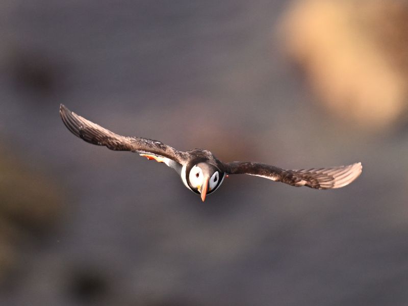 Puffin