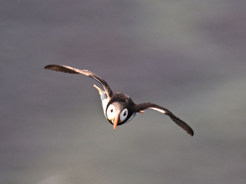 Puffin