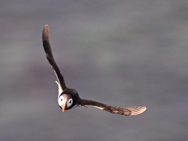 Puffin