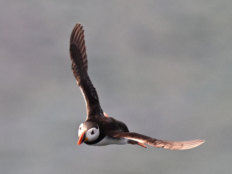 Puffin
