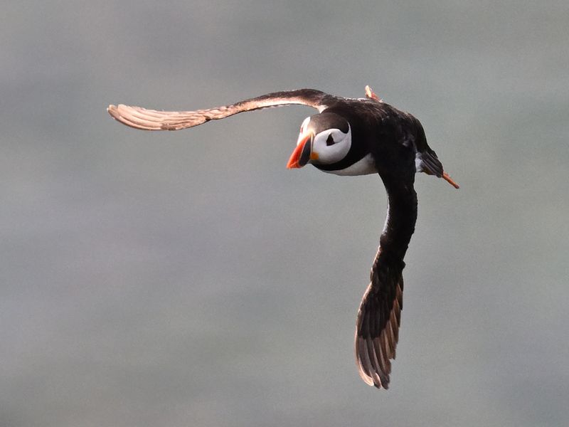 Puffin
