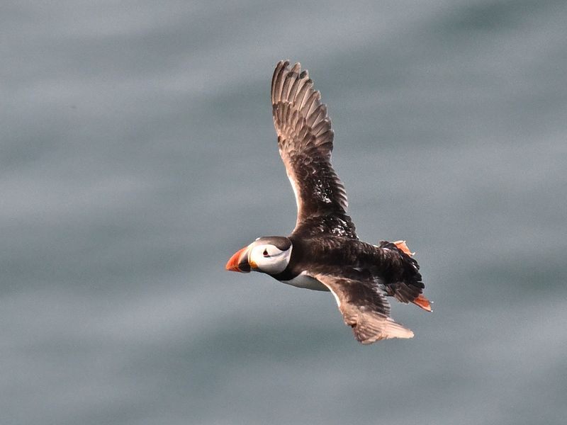 Puffin
