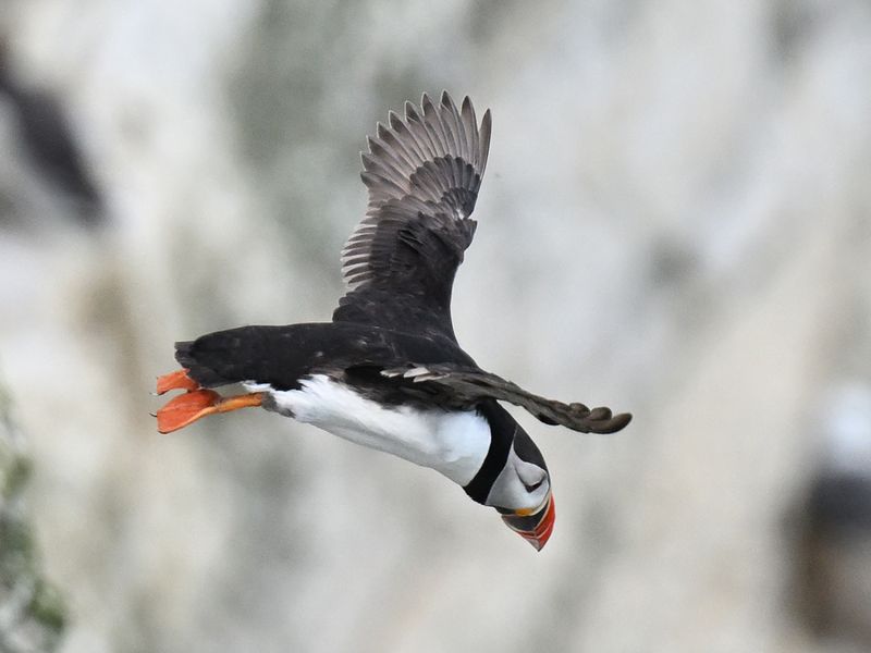 Puffin