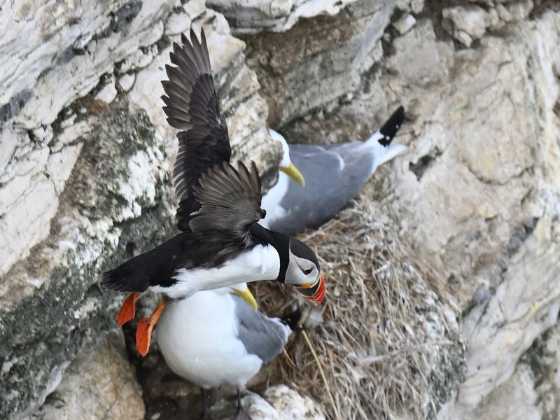 Puffin