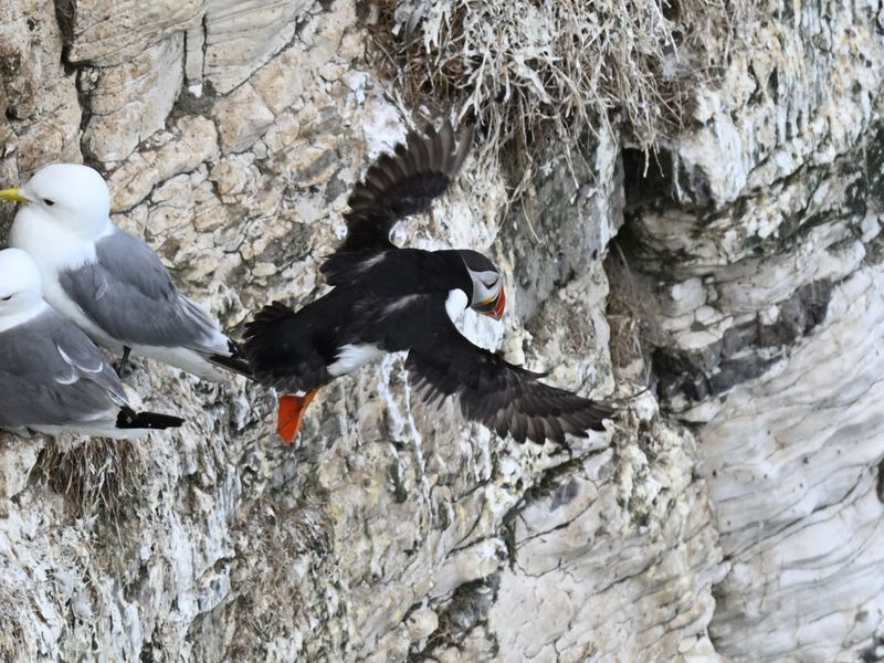 Puffin