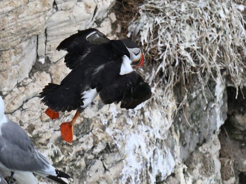 Puffin