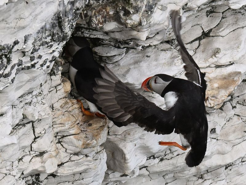 Puffin