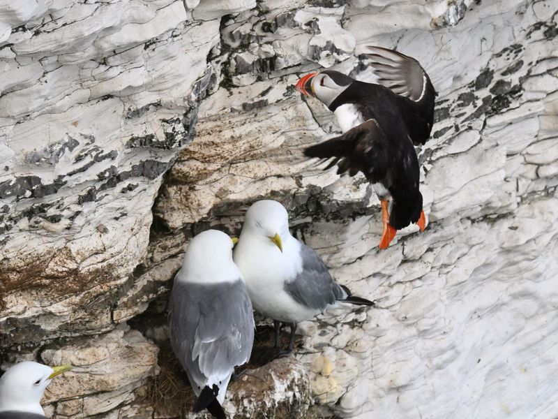 Puffin